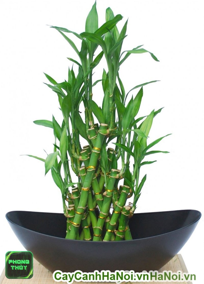 Phong thủy hướng bếp Tây - Phân biệt quái mệnh và mệnh ngũ hành